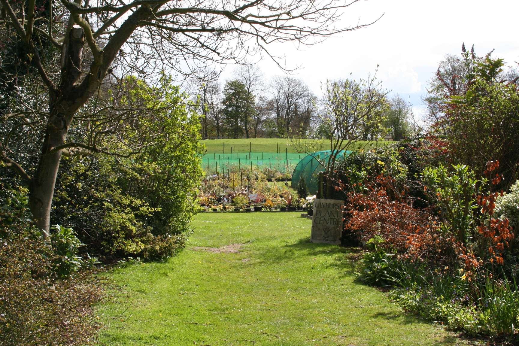 Lilyhurst Nursery plot