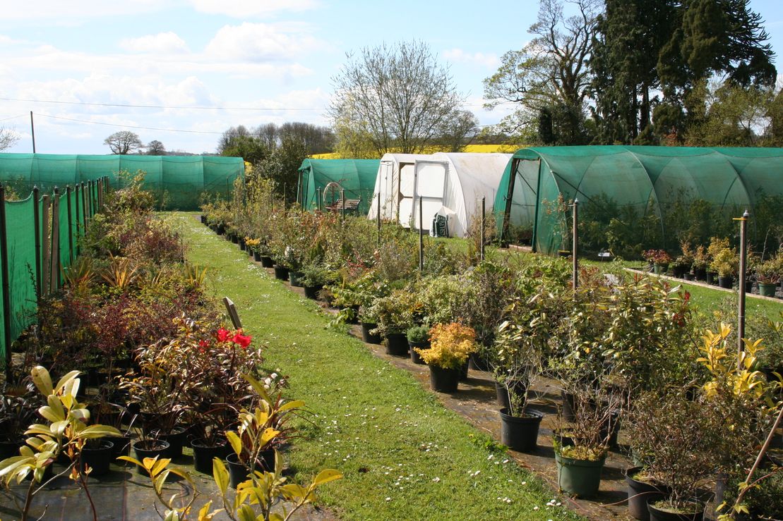 Shropshire based Nursery for all flowering and bedding plants